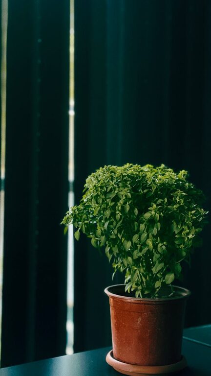 How to Start a Small Herb Garden Indoors: A Beginner’s Guide